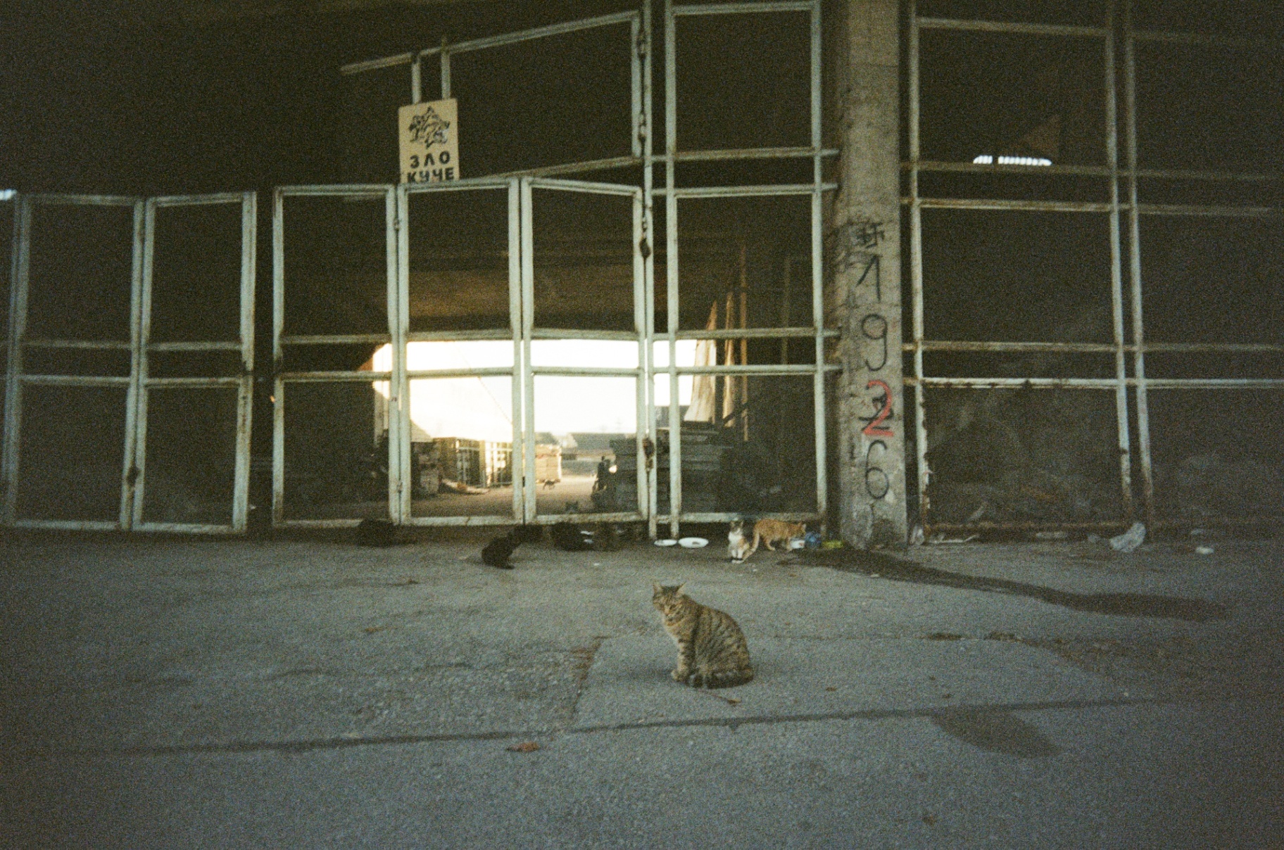 Stray cats in front of an abandoned stadium in Bulgaria, shot on 35mm film